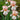 Rare Iris Seeds-Ruby Streak