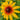 Rudbeckia-hirta-Samen – Zwerg