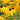 Rudbeckia-hirta-Samen – Flamme