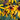 Rudbeckia Hirta Seeds-Giant