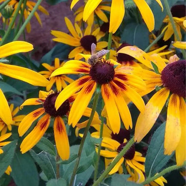 Rudbeckia Hirta Seeds-Giant