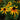 Rudbeckia Hirta Seeds-Giant