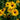 Rudbeckia Hirta Seeds-Gloriosa Double