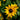 Rudbeckia Hirta Seeds-Gloriosa Double