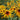 Rudbeckia Hirta Seeds-Golden Storm