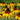 Rudbeckia Hirta Seeds-Golden Storm
