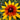 Rudbeckia-hirta-Samen – King