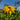 Rudbeckia-hirta-Samen – Pompon