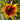 Rudbeckia-hirta-Samen – Rainbow
