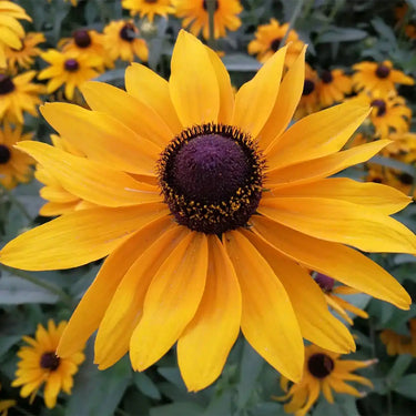 Semi di Rudbeckia hirta-Starlight