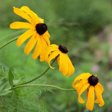 Rudbeckia-hirta-Samen – Sundance
