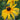 Rudbeckia-hirta-Samen – Sundance