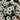 Graines de Rudbeckia hirta - bordure blanche