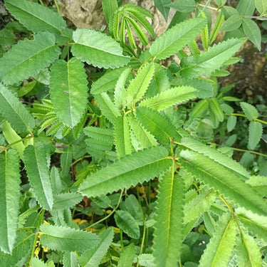 Salad Burnet Herb Seed