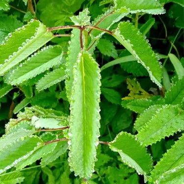 Salad Burnet Herb Seed