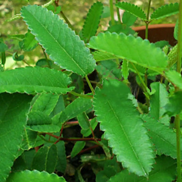 Semi di erba pimpinella