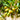 Sandelholz-Olive