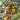 Satsuma-Mandarine