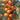 Satsuma-Mandarine