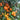 Satsuma-Mandarine