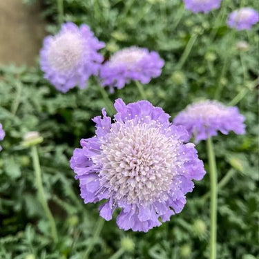 Scabiosa Seeds