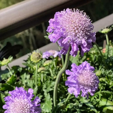 Scabiosa Seeds