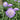 Scabiosa Seeds
