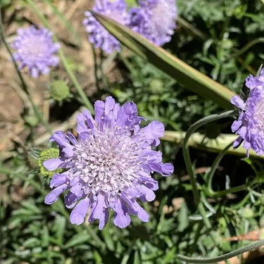 Scabiosa Seeds