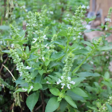 Schizonepeta Seeds