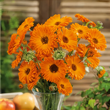 Calendula Seeds - Geisha Girl