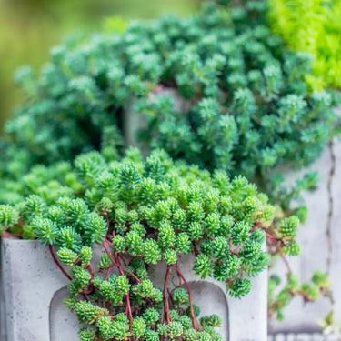 Sedum Seeds