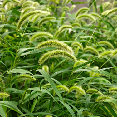 Green foxtail grass with curved bristled seed heads