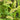 Bristled green foxtail seed heads among narrow leaves