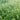 Green foxtail grass growing with dew-covered foliage