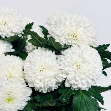 Snow Puff
