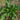 Rumex Seeds - ornamental sorrel leaf rosette