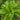 Rumex Seeds - ornamental sorrel foliage