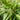 Rumex Seeds - broad leaf detail