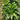 Rumex Seeds - established foliage clump