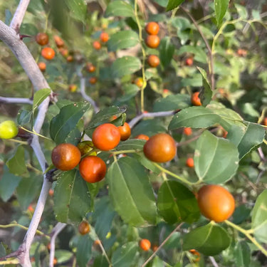 Small orange-red sour jujube fruits on a leafy branch