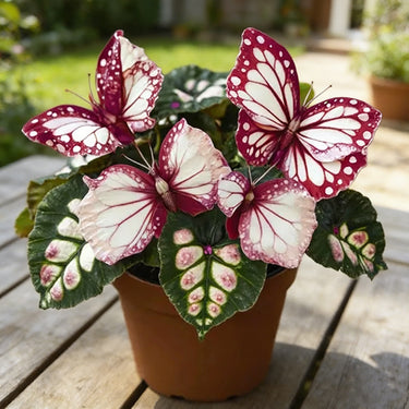 Butterfly Begonia-Spots - Red And White