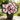 Butterfly Begonia-Spotted-Orange