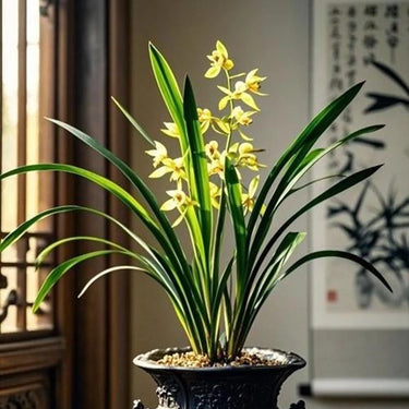 Spring Orchid Seeds