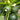 Squash Seeds - Korean, Summer Teot Bat Put Hybrid F1 Hybrid Asian Garden
