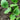 Squash Seeds - Korean, Summer Teot Bat Put Hybrid F1 Hybrid Asian Garden