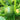 Squash Seeds - Korean, Summer Teot Bat Put Hybrid F1 Hybrid Asian Garden