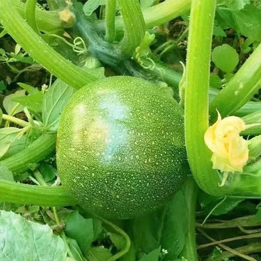 Squash Seeds - Korean, Summer Teot Bat Put Hybrid F1 Hybrid Asian Garden