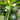 Graines de courge - Korean, Summer Teot Bat Put Hybrid F1 Hybride Jardin asiatique