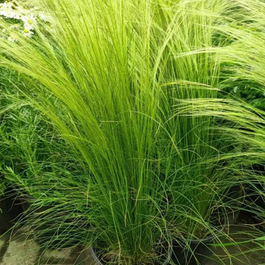 Samen von Stipa lessingiana