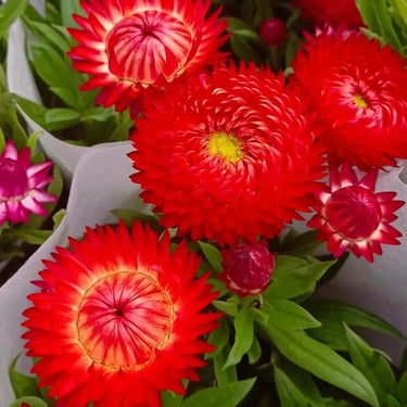 Strawflower Atrococcineum Seeds